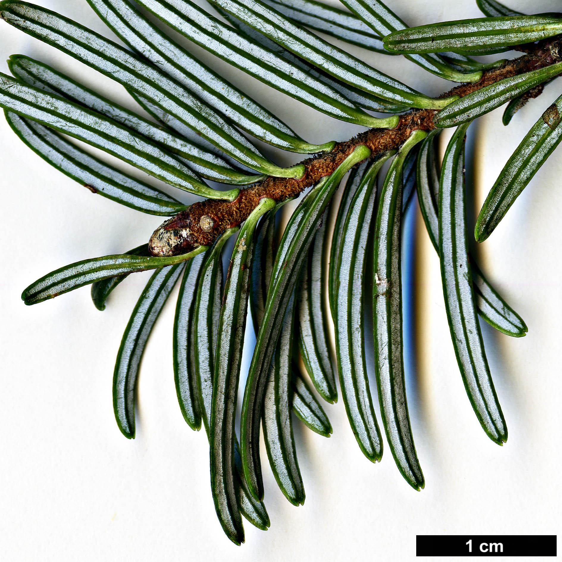 High resolution image: Family: Pinaceae - Genus: Abies - Taxon: forrestii - SpeciesSub: var. ferreana